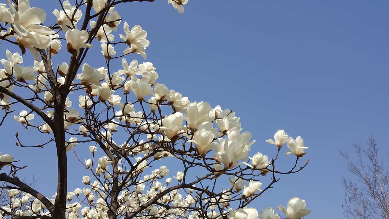 Magnolia bark fights prostate cancer