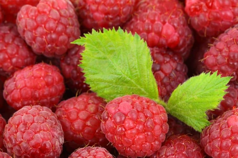 Are Raspberries Good for Men’s Health?