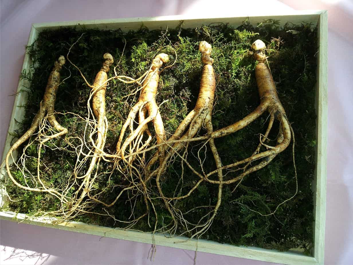 Should you try ginseng for erectile dysfunction