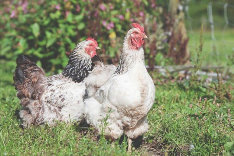 What’s the Link between Chickens and Penis Cancer?