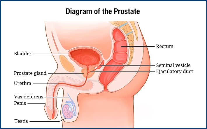 diagram of the prostate