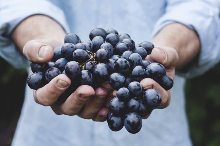 Using Resveratrol For Prostate Cancer Treatment – Does it Work?