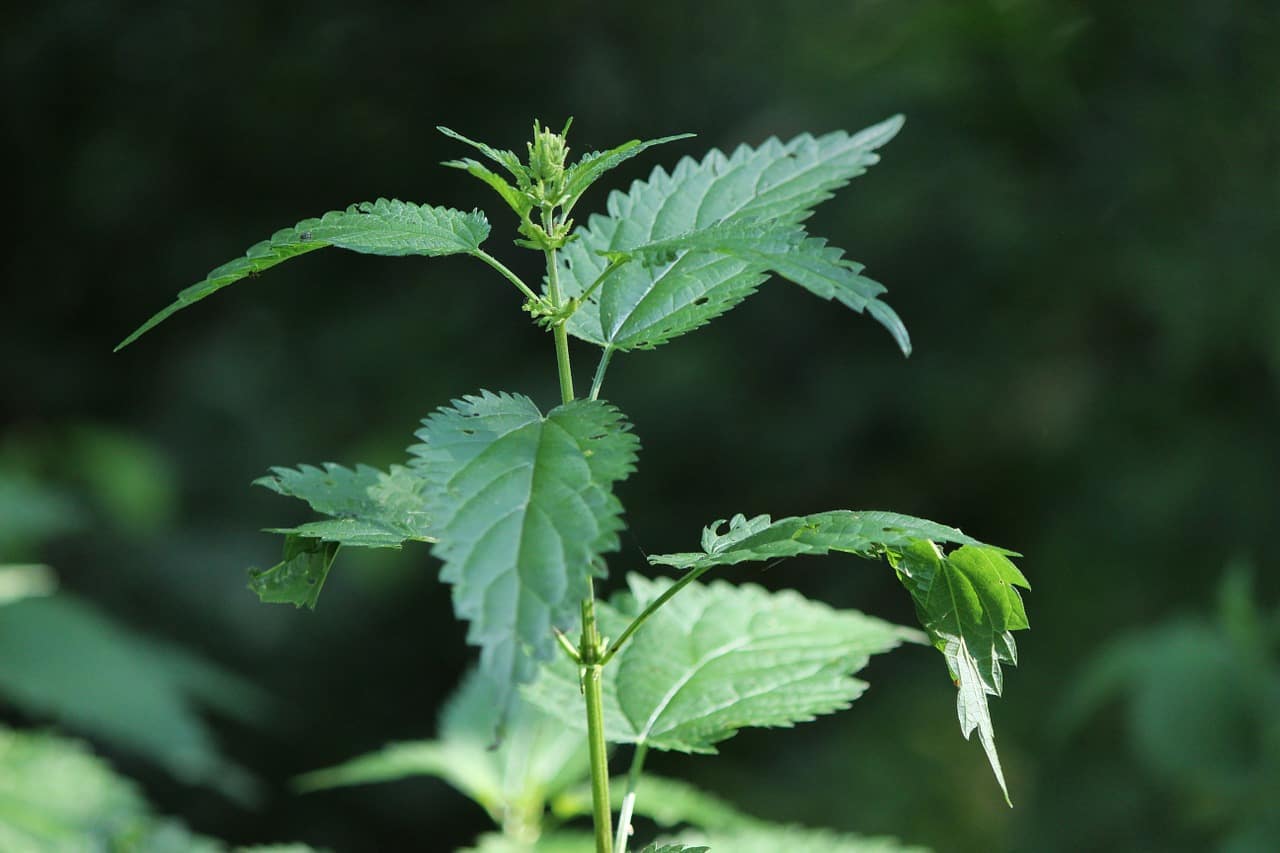 Stinging nettle offers prostate protection