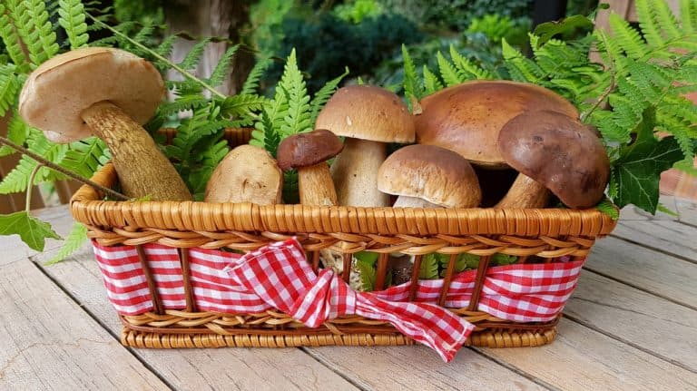 How Mushrooms Protect Against Prostate Cancer