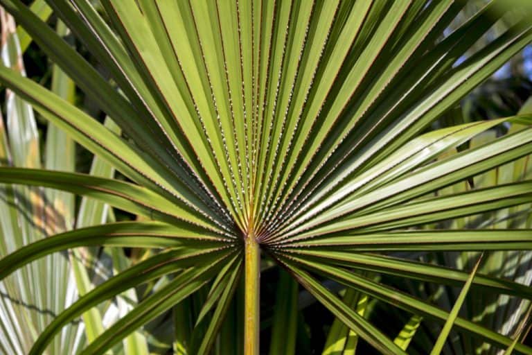 Saw Palmetto and Enlarged Prostate: Latest Findings